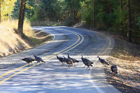 Umpqua Back Road Wild Turkeys
